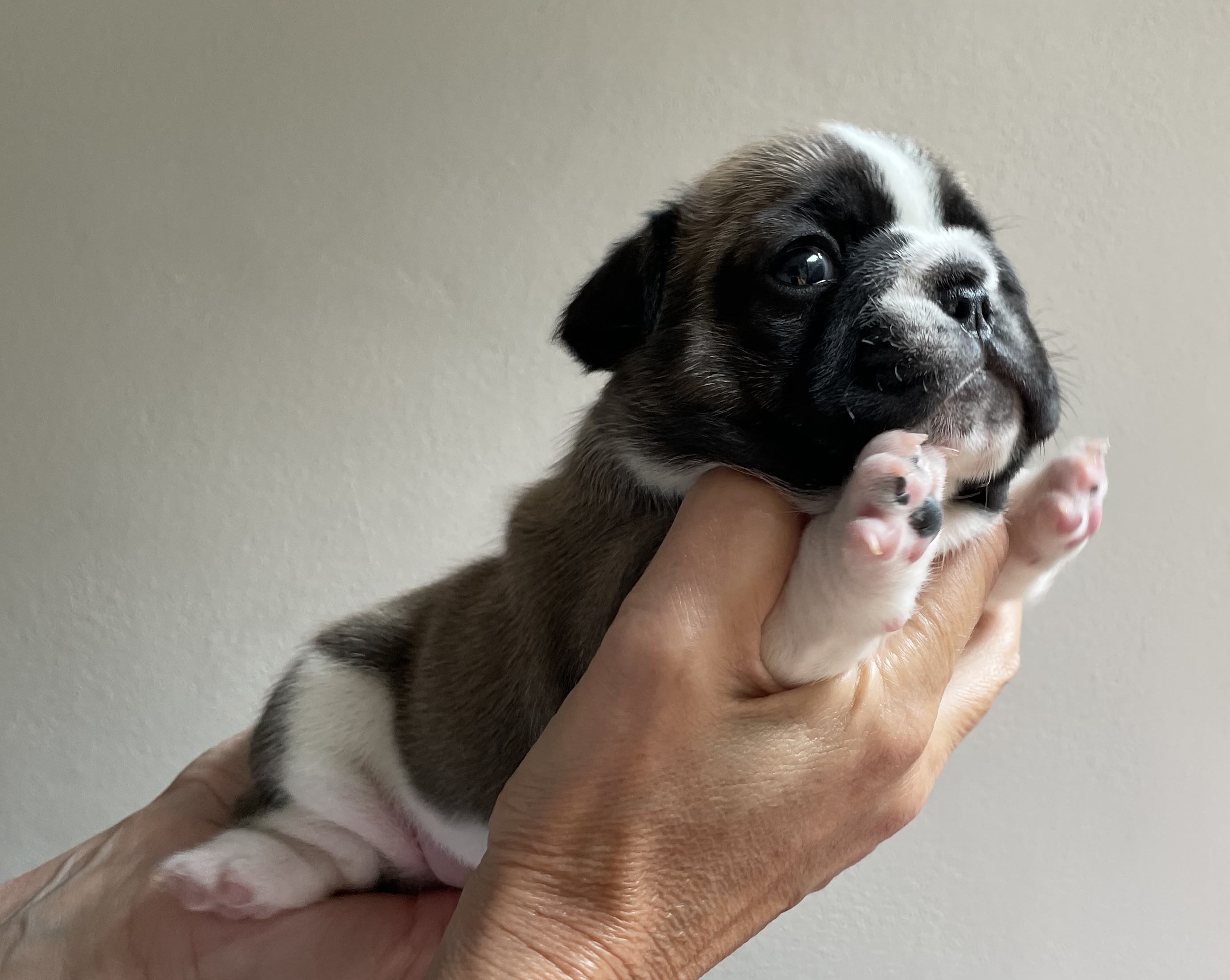 Litter L Flash Frenchies